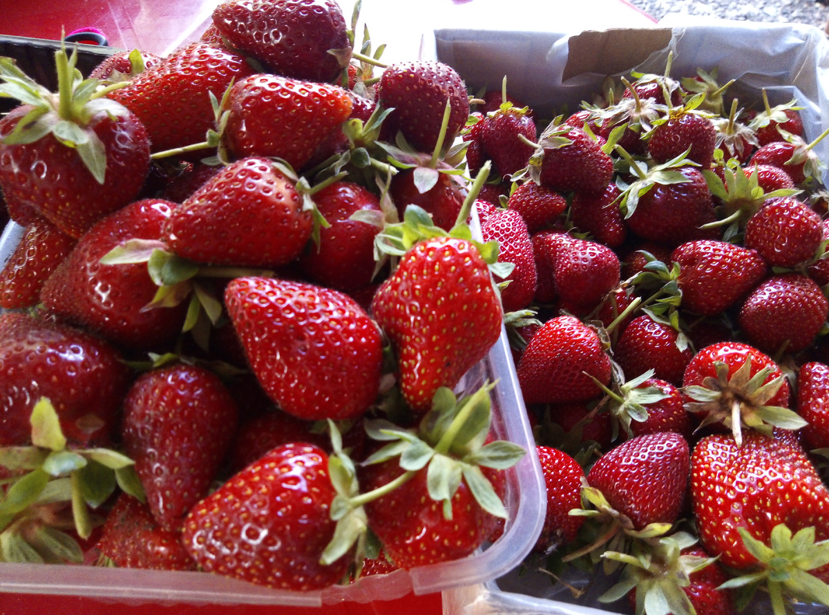 Моя клубника на продажу 