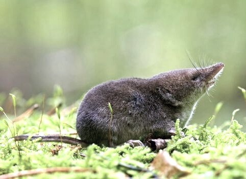 Землеройка