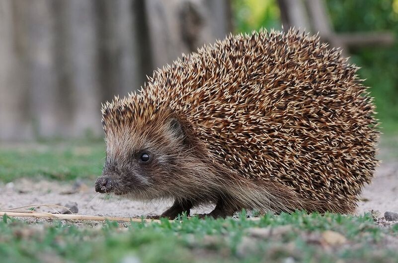 Ёжик