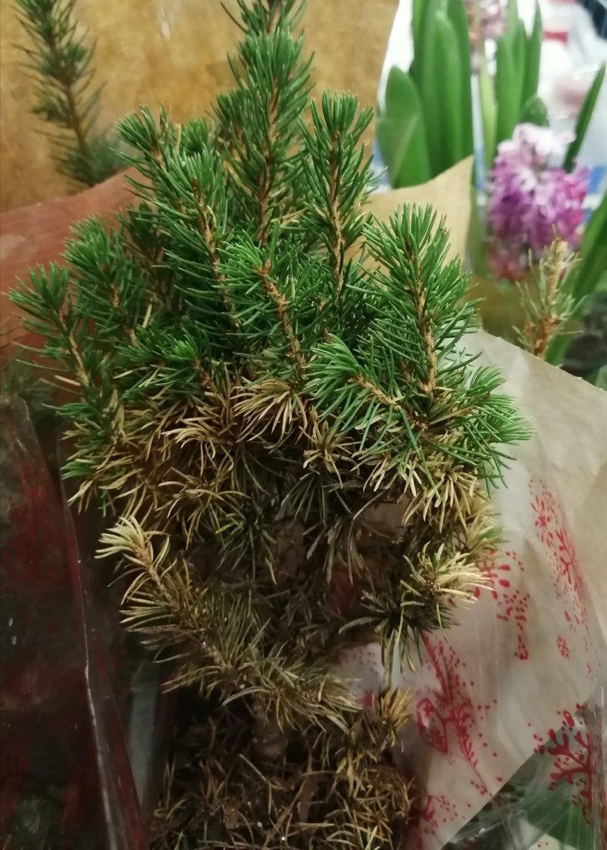 Ель канадская Коника в мини-горшке с пересохшим грунтом и наполовину высохшей хвоей