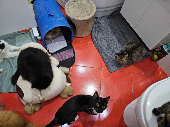 Часть жителей приюта