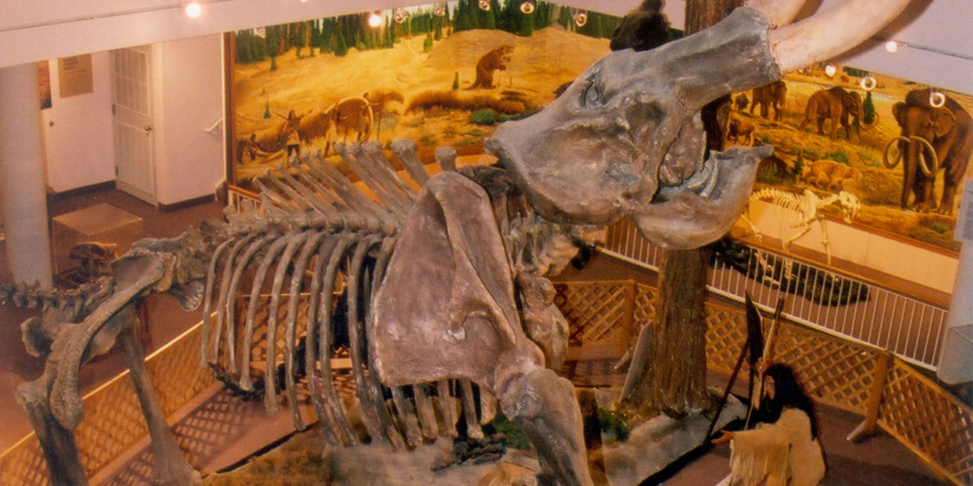 Находки целых мамонтов с пищей в желудке. Примеры их удивительной сохранности