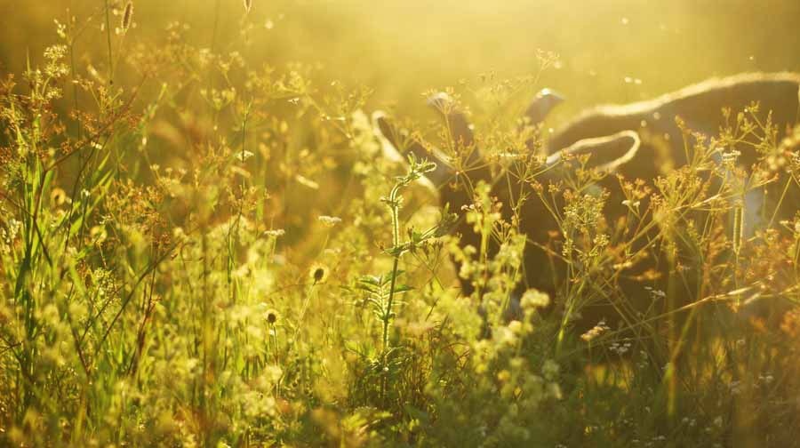 коза красава в лучшие свои годы