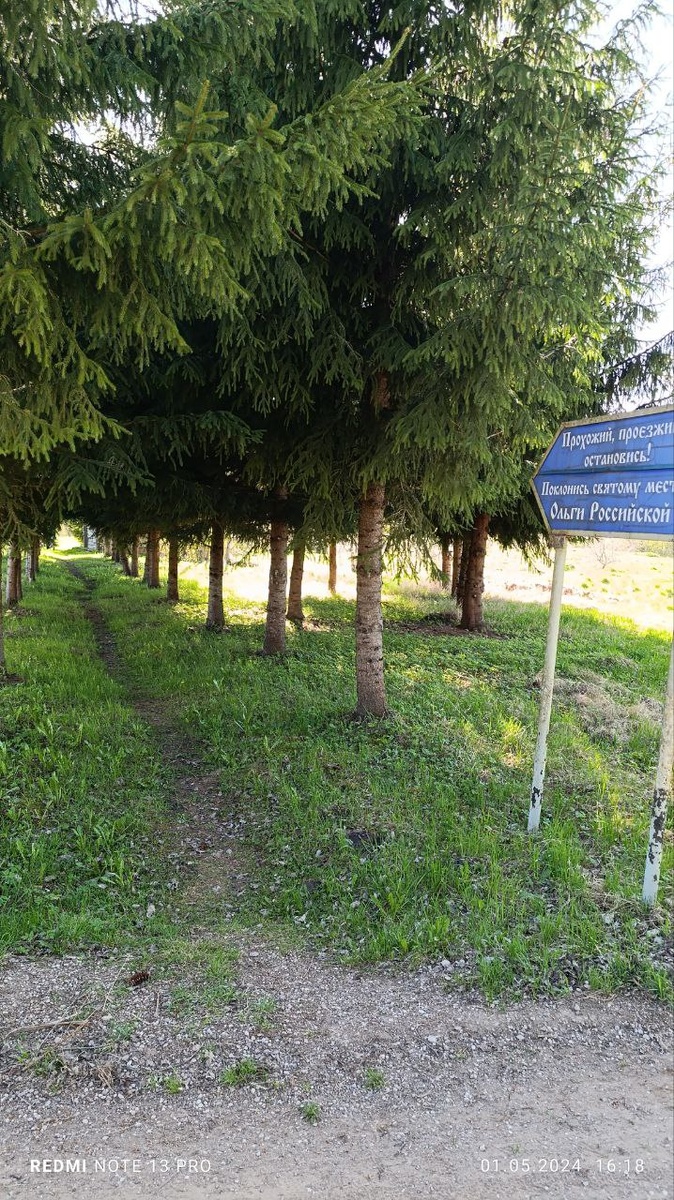 Еловая аллея