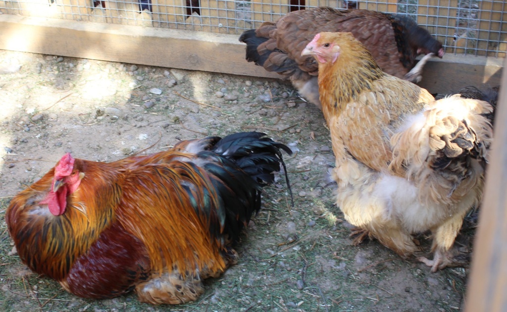  Куры Брама различных разновидностей