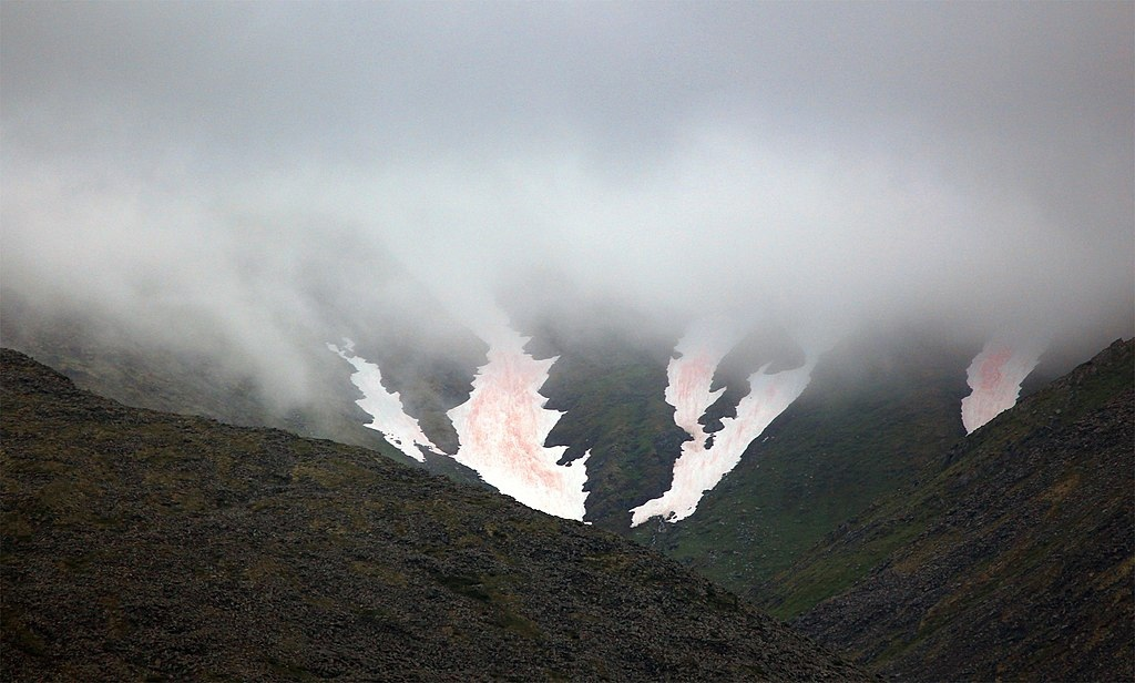 кровавые подтёки водорослей