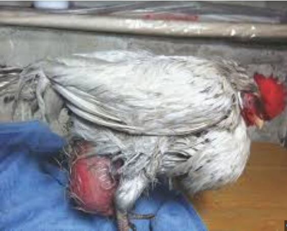 Так выглядит курочка с желточным перитонитом. Скорее всего, её уже не спасти.