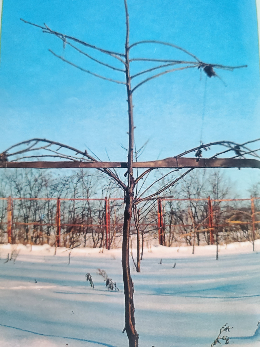 Формировка черешни разреженно-ярусная 