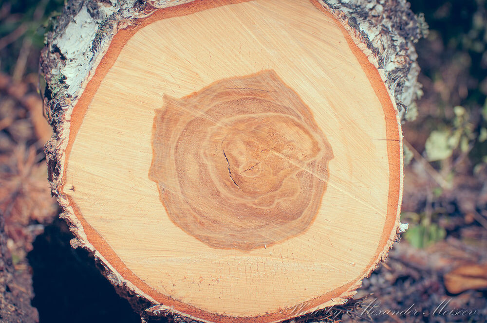 Сруб березы и трещины на ядре