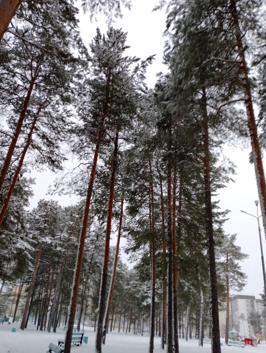 Январь. Красивый, сегодня тихий и теплый.