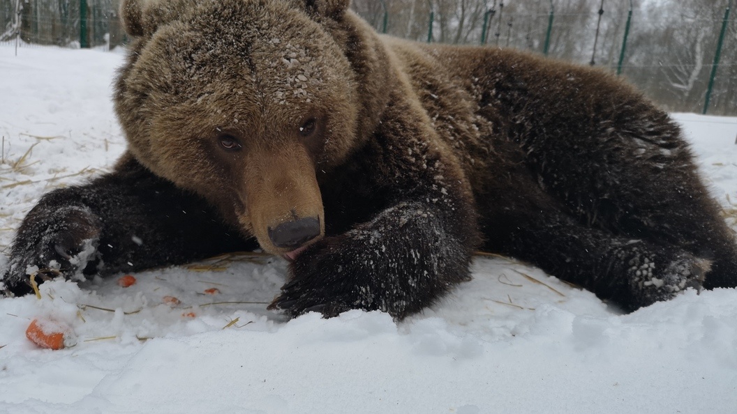    Фото: © Andrey Ivanov/Globallookpress