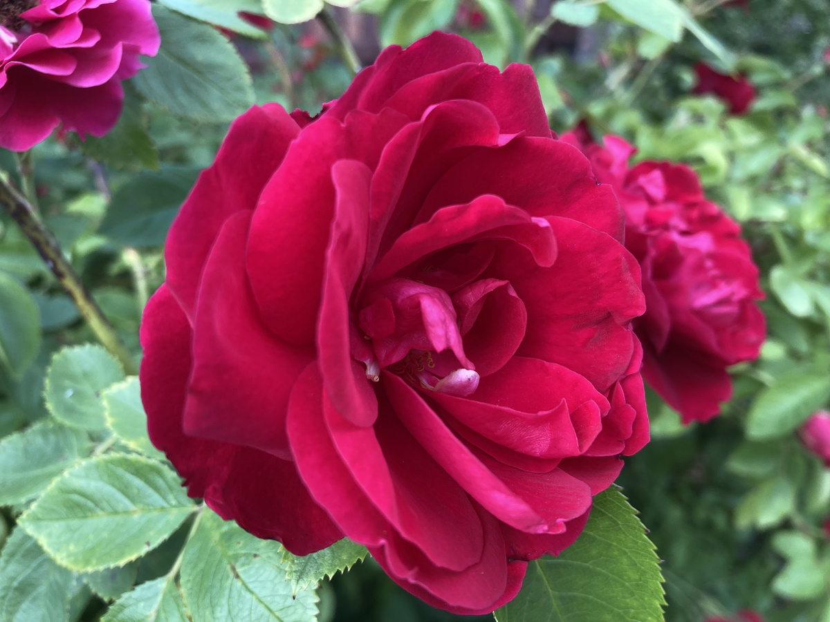 Роза - королева цветов!