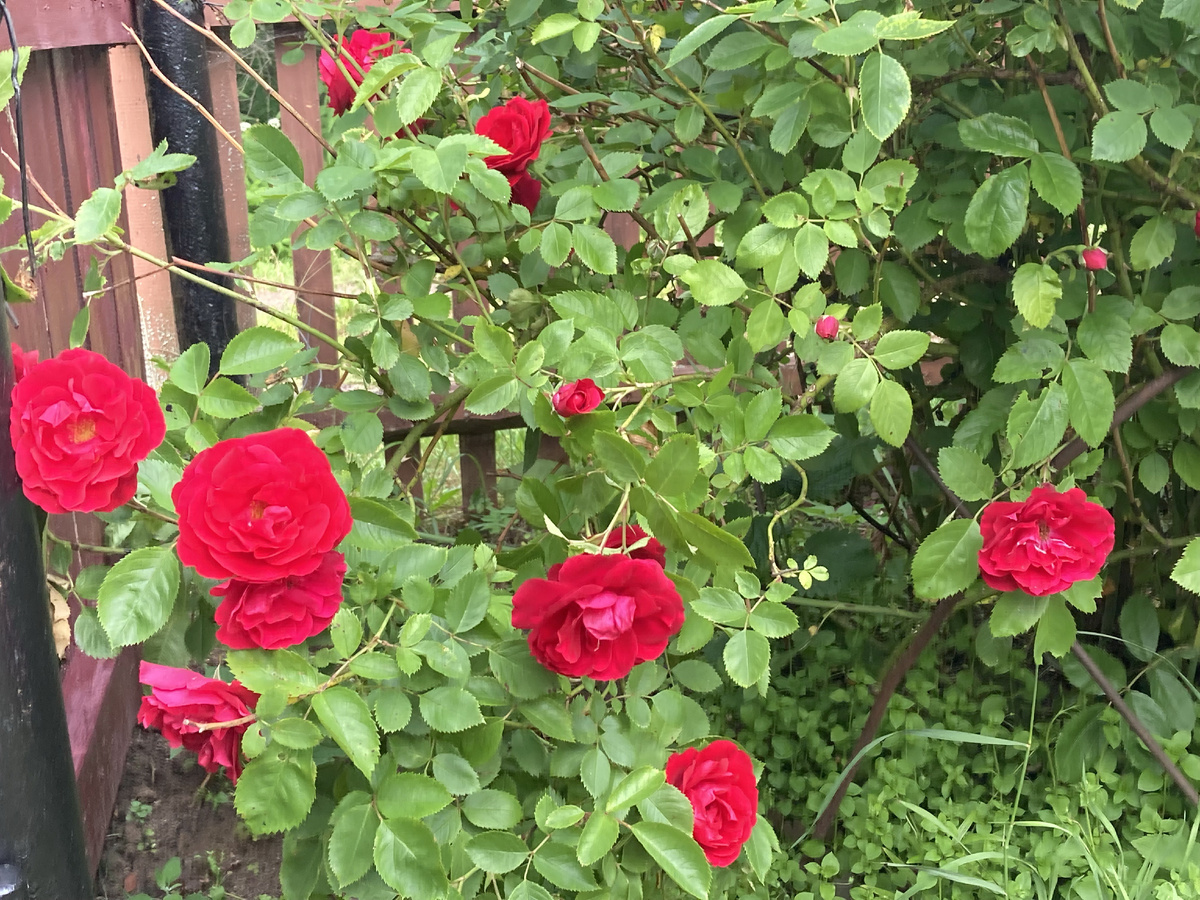 Розы - лучшее украшение сада и участка