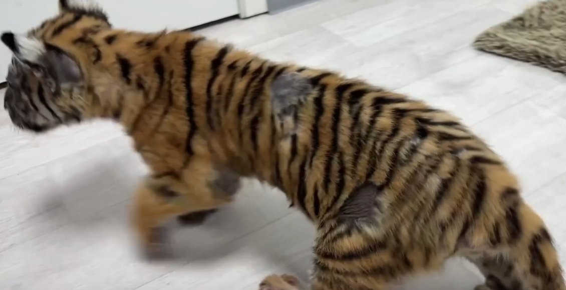    Фото: хоспис "Дом тигра"