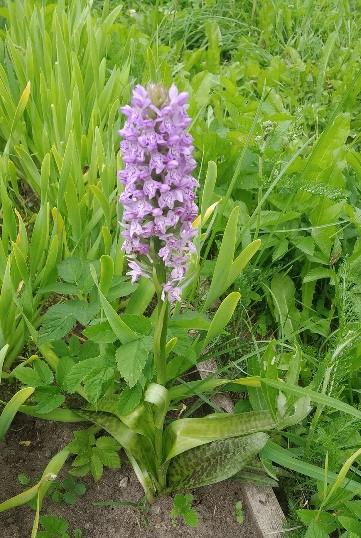 Вы гляньте, какой красавец вымахал!