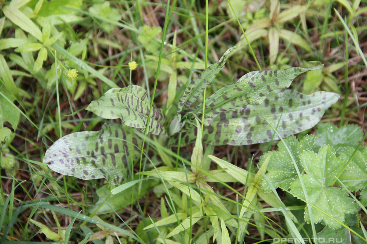 Листики скромные, но все равно примечательные