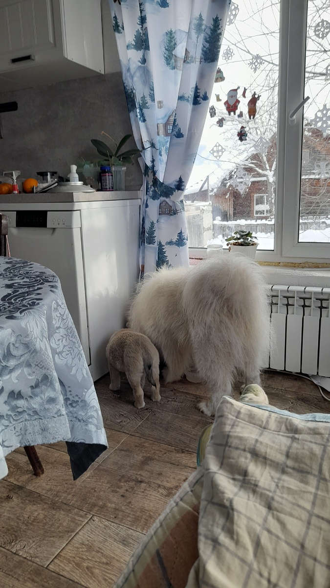 Налаживают коконтакт за совместной трапезой 