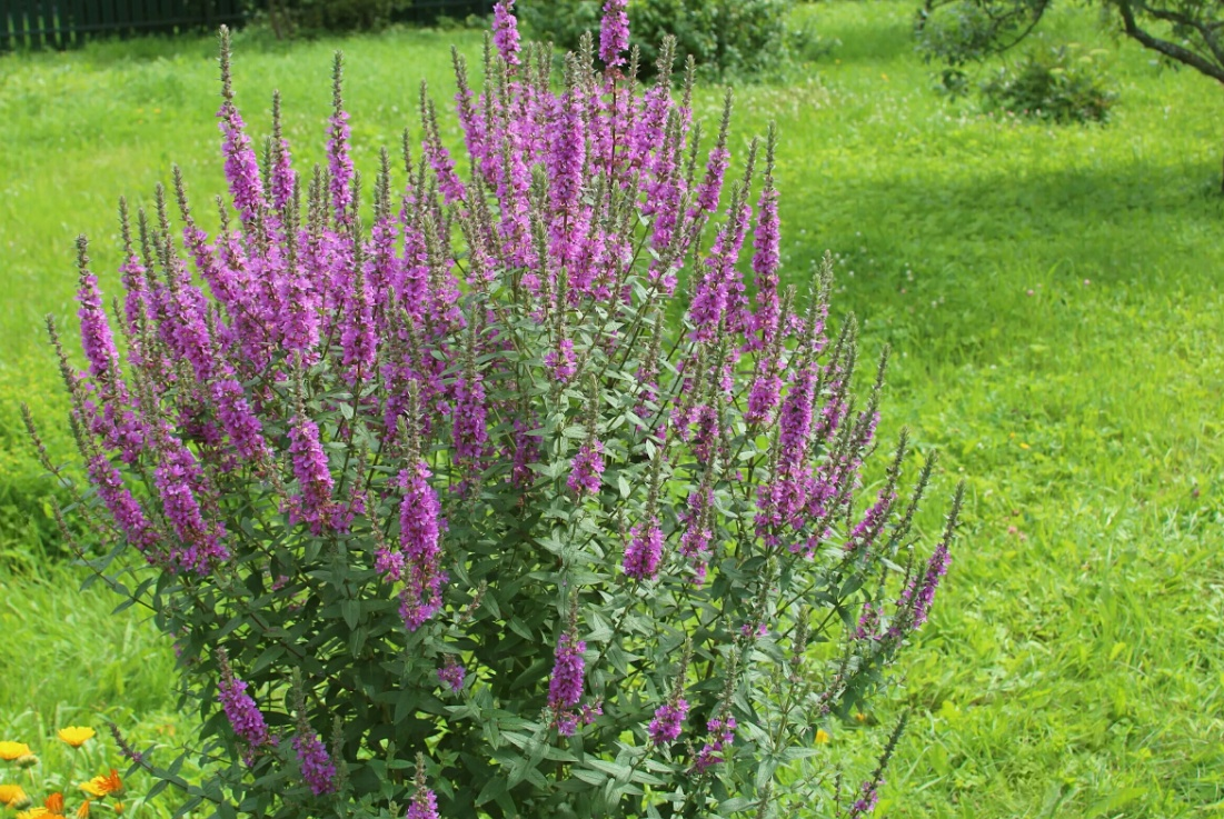 Плакун-трава (Дербенник иволистный). Не столь редкий, но разве не жаль кустики ради крестика выкапывать?