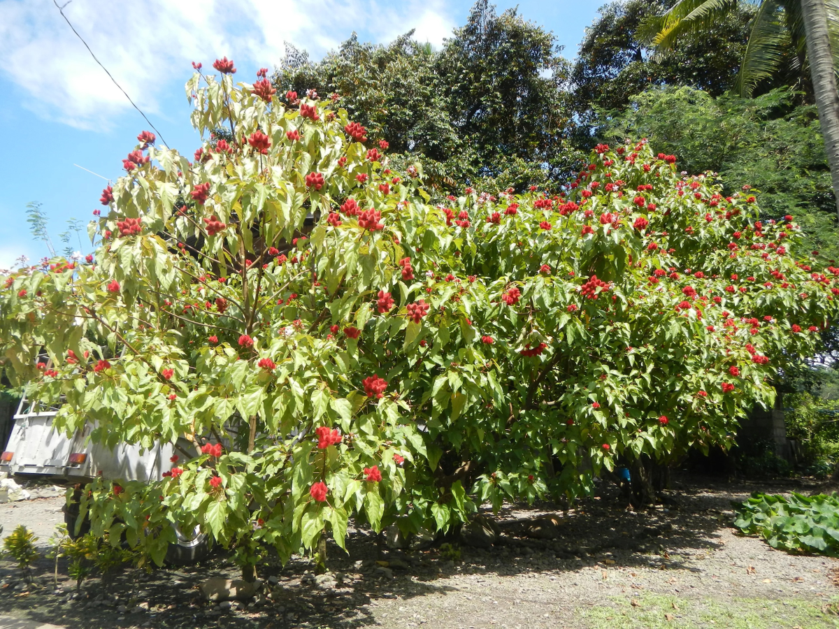 Очень красивое деревце