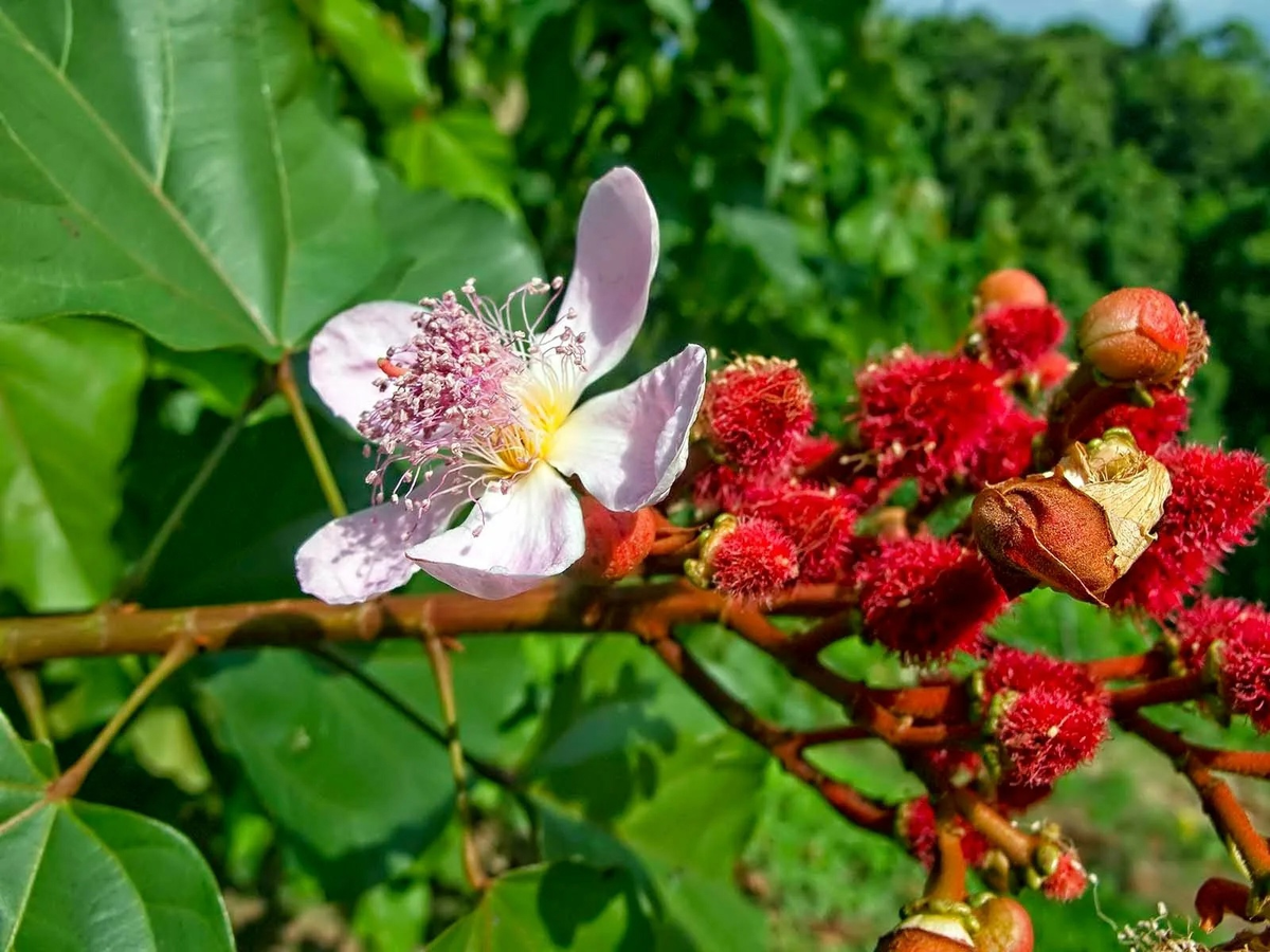 Цветочку жить недолго...