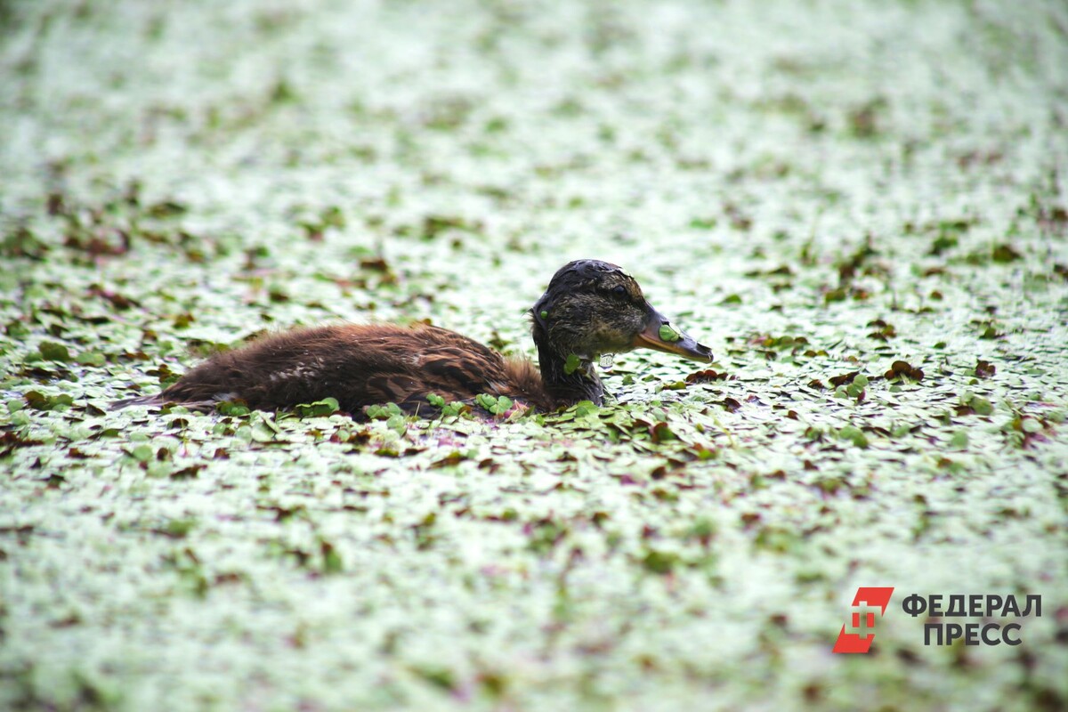 Волонтеры спасают птиц.  Фото: Фото: ФедералПресс / Ольга Юшкова