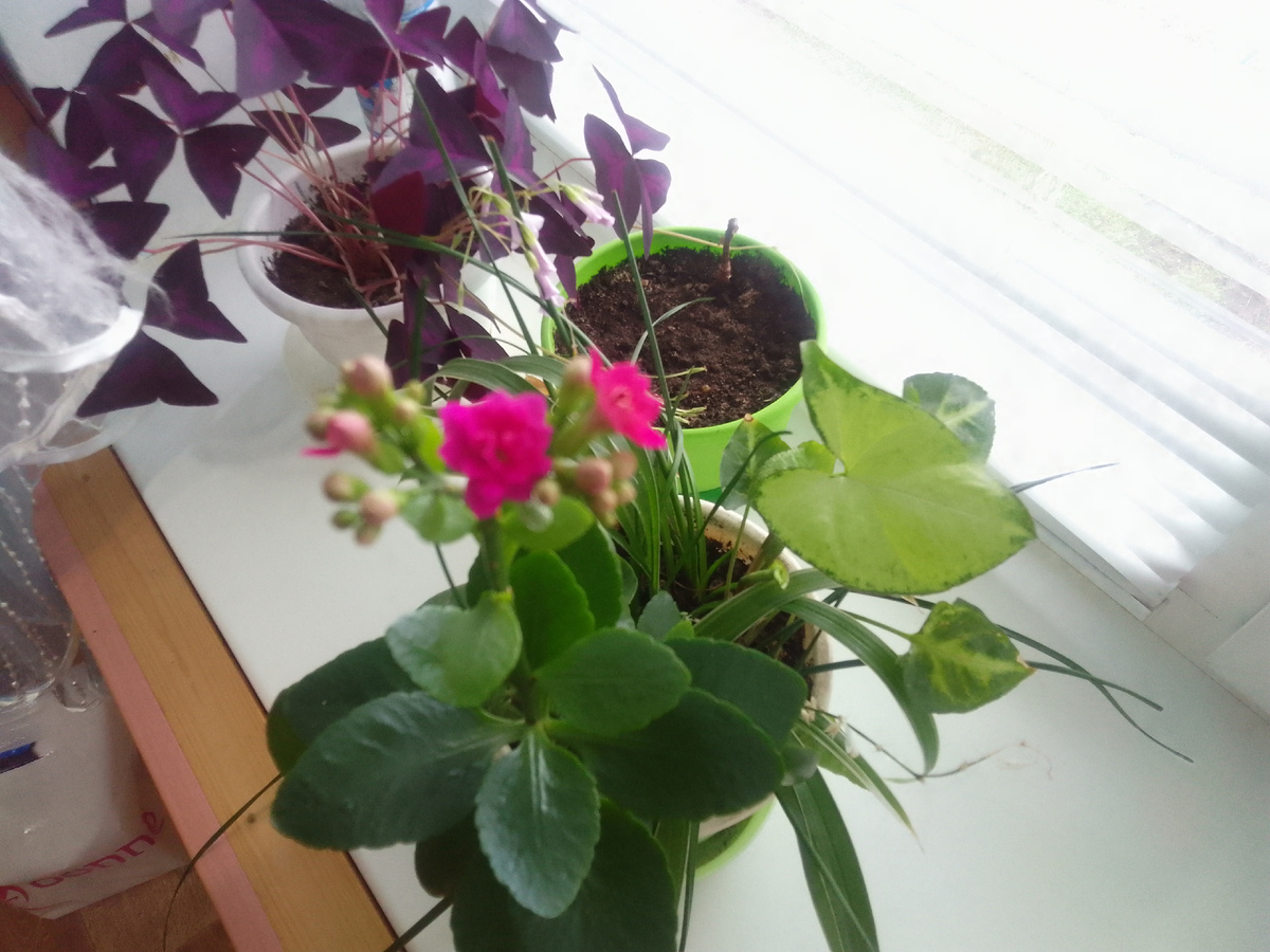 На заднем плане оксалис - кислицы (кому-то снятся)