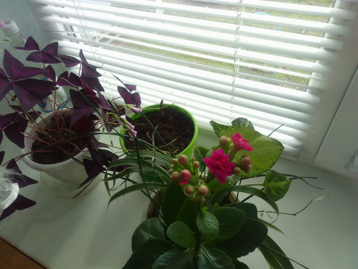 Расцвёл розовый коланхоэ