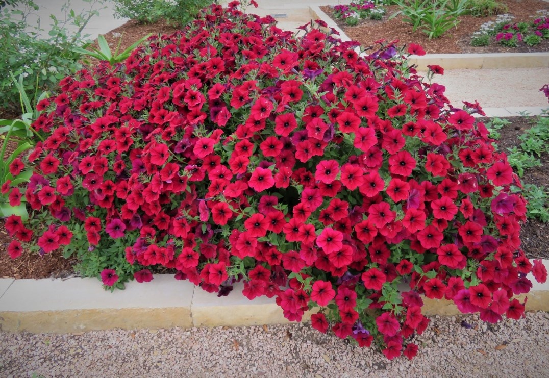 Фото из интернета