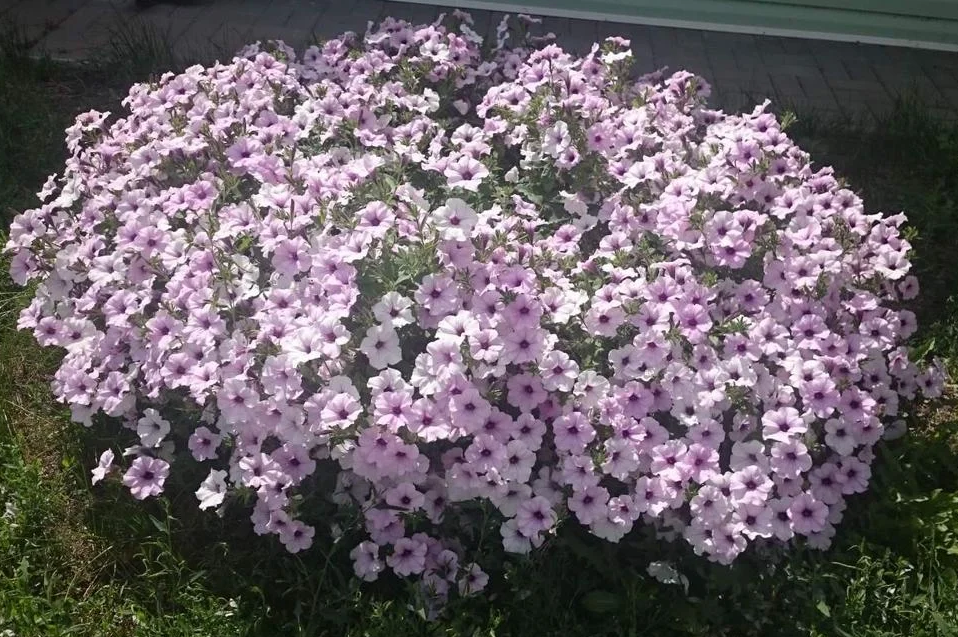 Фото из интернета