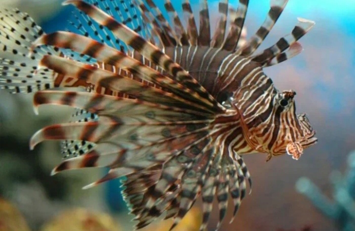 Крылатка, зебра, лев - имена этой рыбки. Фото с сайта vikipediia.org