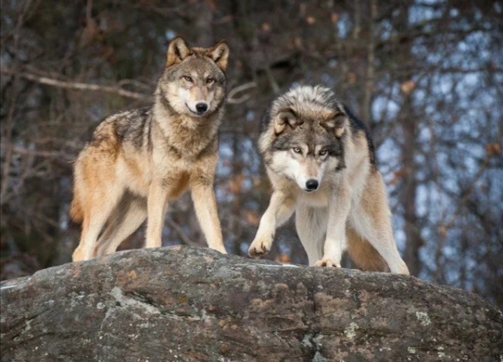 Такие разные 