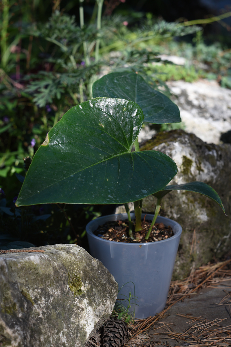 Anthurium cerrocampanense Croat. Фото: Inviridis