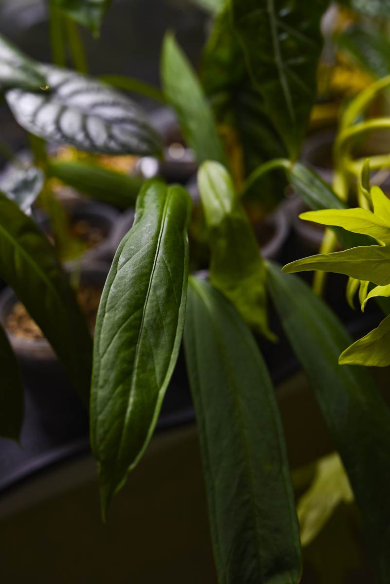 Anthurium ceronii. Фото: Inviridis