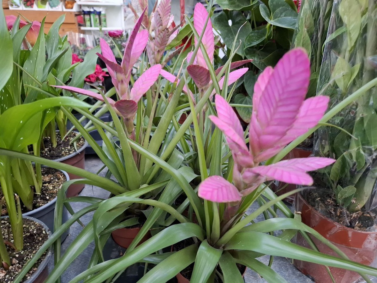 Тилландсия