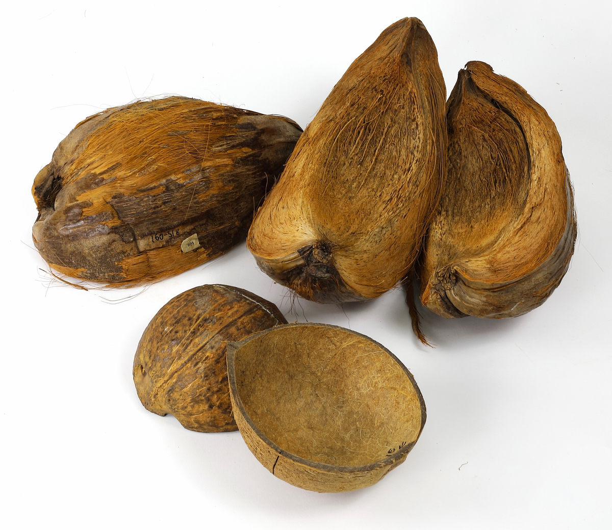 Кокосовые орехи. Таити. Первая половина XIX в. Доставлено И.М. Симоновым в 1822 г. Из собрания Этнографического музея Казанского университета.