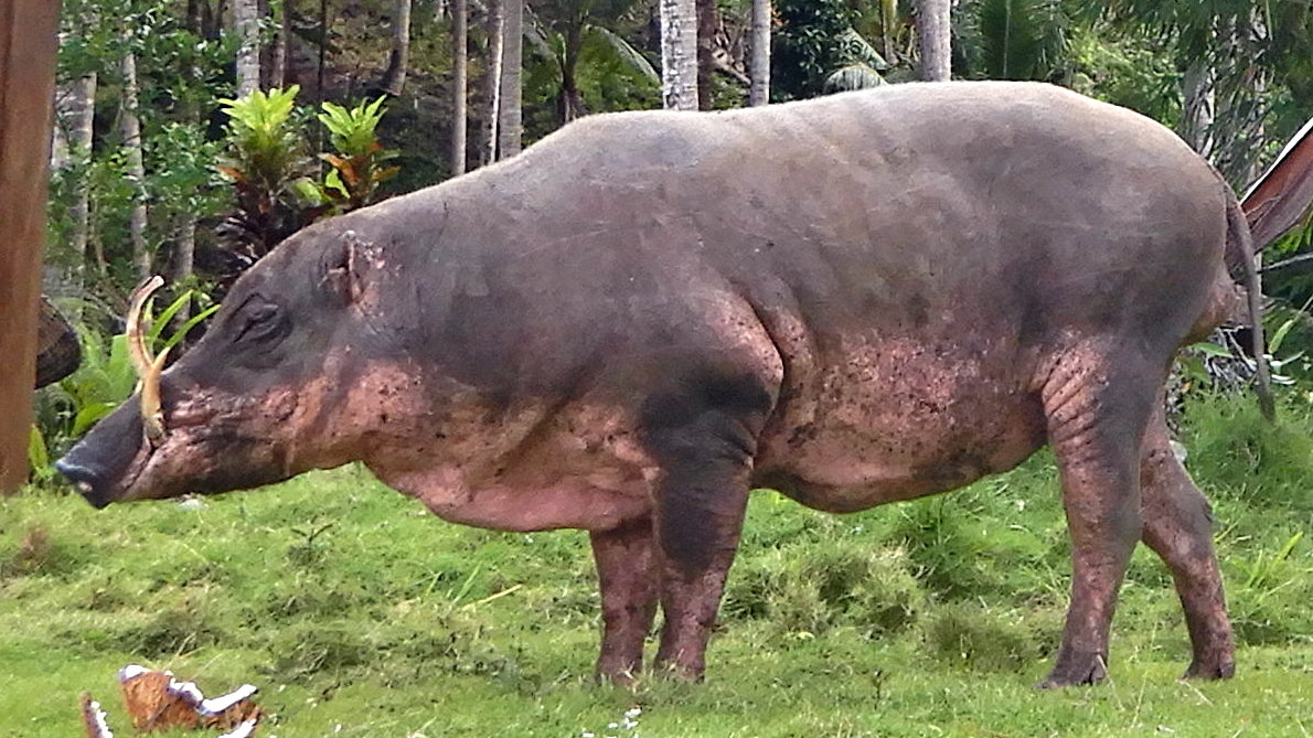 Бабирусса с архипелага Тогиан. 