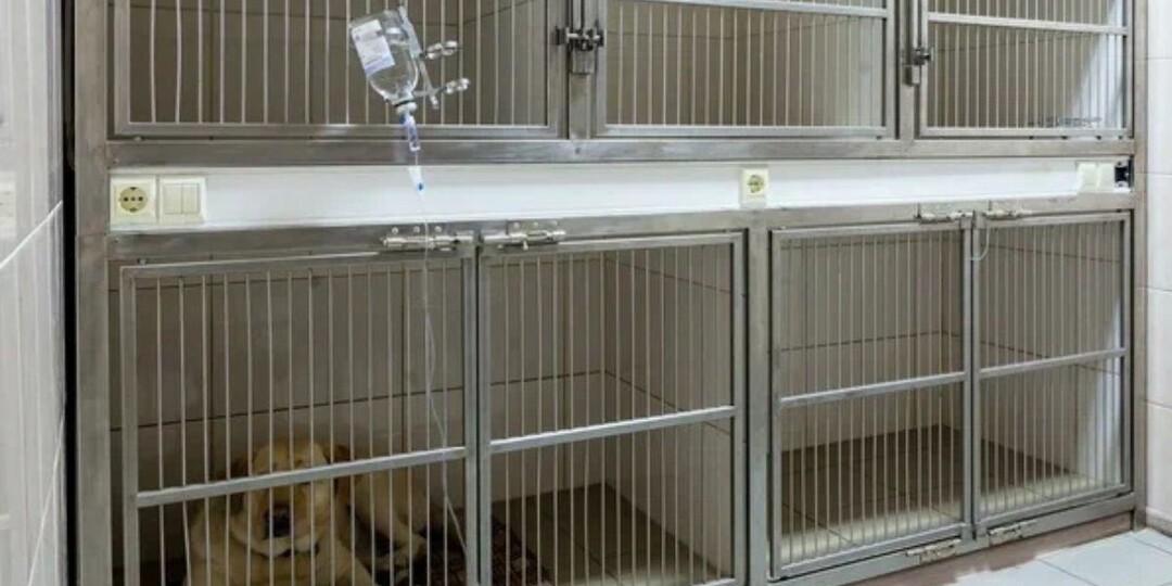 Необходимость послеоперационного стационара для животного