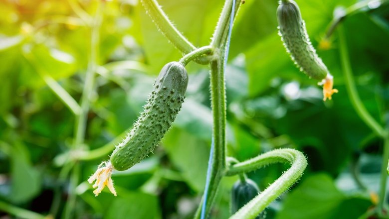 Источник: Shutterstock