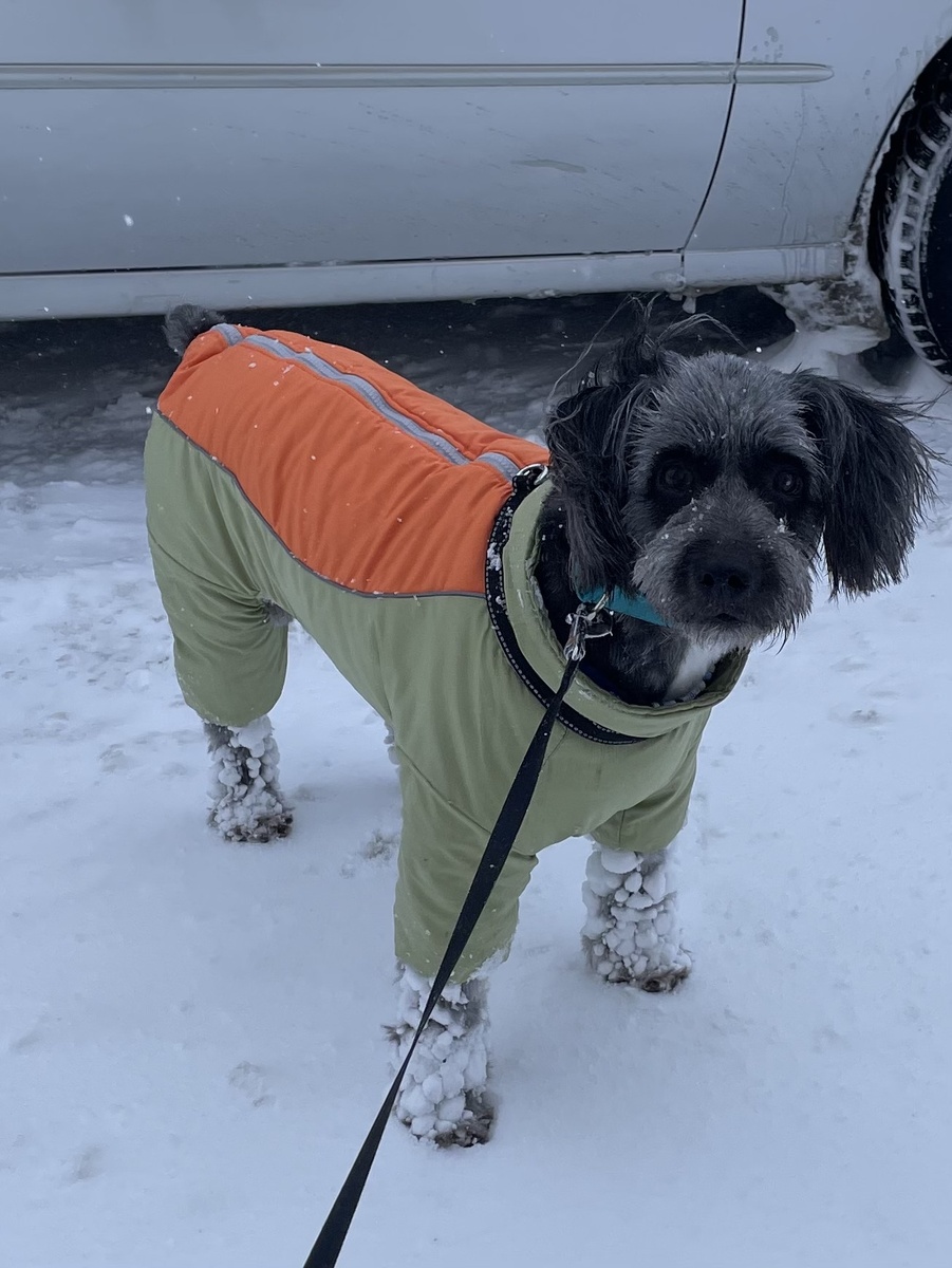 «Снежные» ботиночки у Джоя