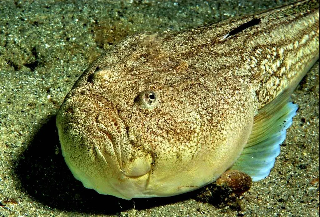 Яндекс Картинки