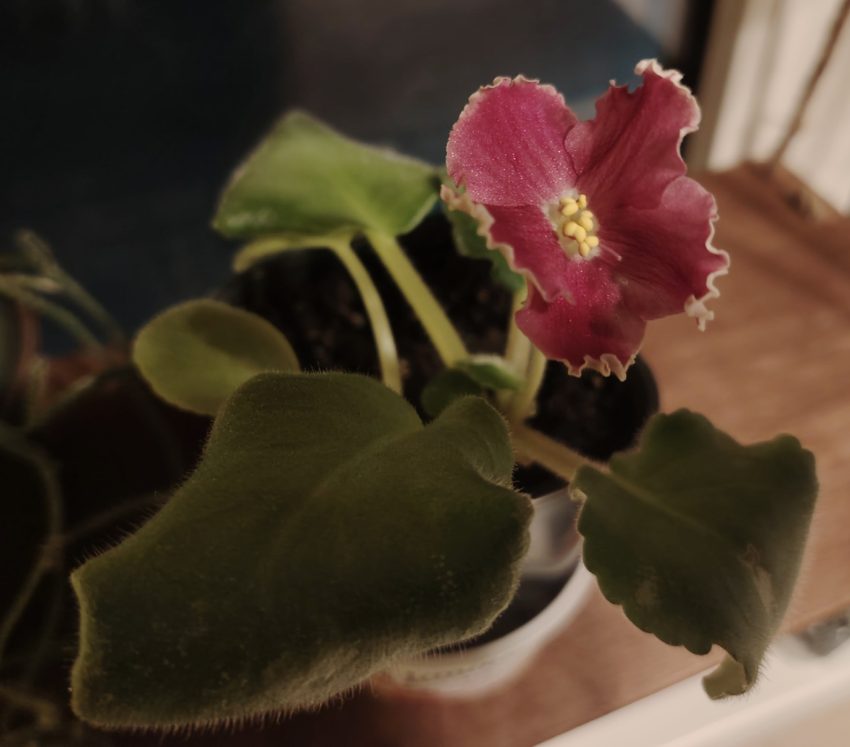 Фиалка сортовая