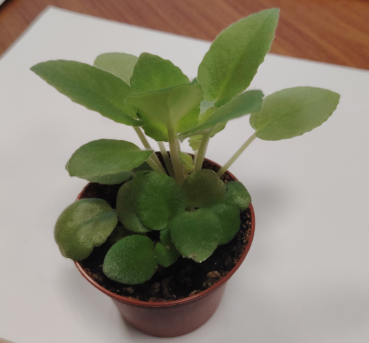 Детки фиалки, выросшие из листа