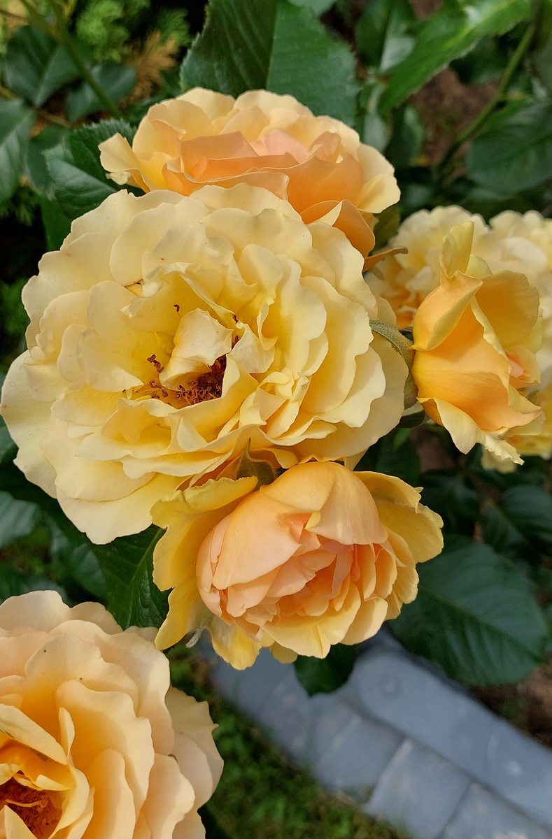 Амбер Куин. Флорибунда