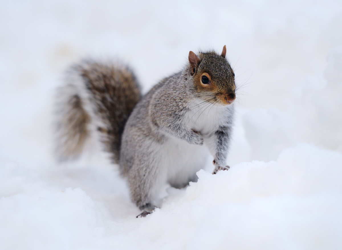 <a href="https://ru.freepik.com/free-photo/squirrel-with-snow-winter_26742006.htm#fromView=search&page=1&position=3&uuid=b9301496-1565-4242-97e0-4d132b81b250">Изображение от TravelScape на Freepik</a>