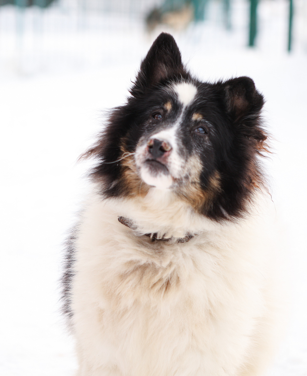 Первое, что бросается в глаза - это мой нос. Я не заразная собака, мой организм сухой и мне требуется просто влажная диета. 