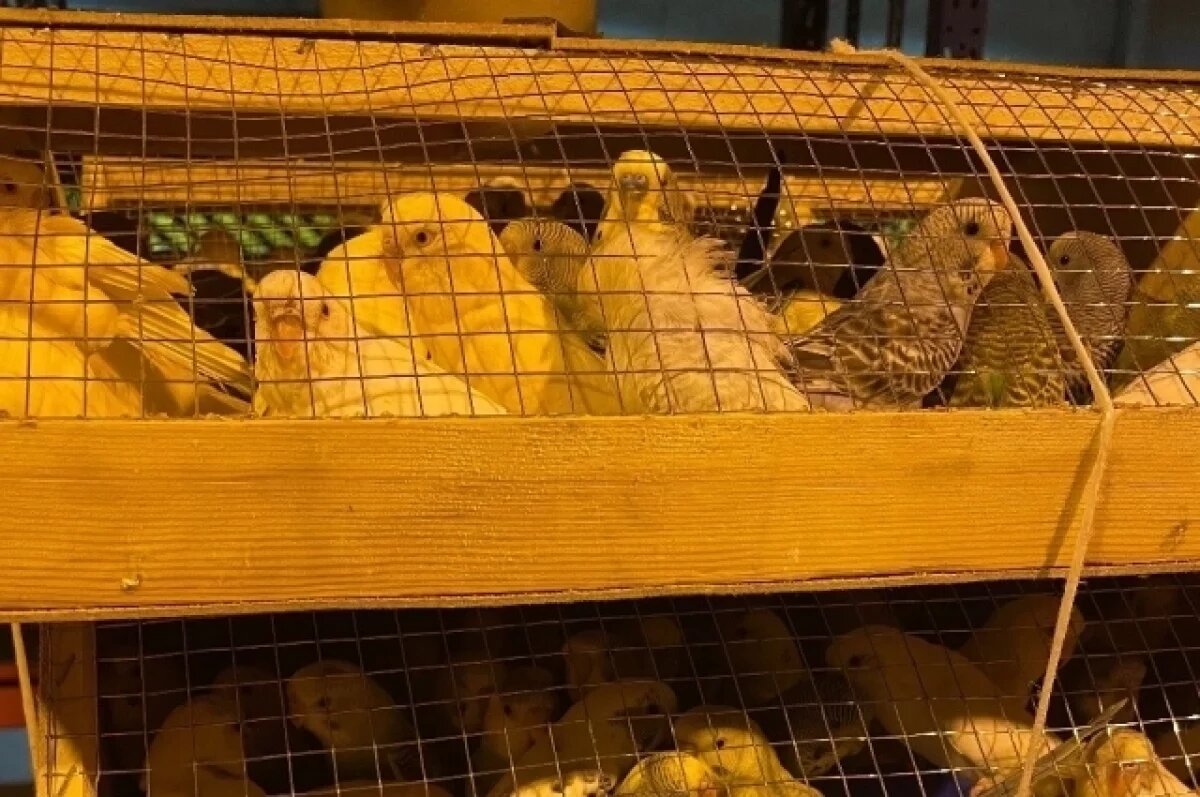    В Красноярск привезли 670 попугаев из Киргизии