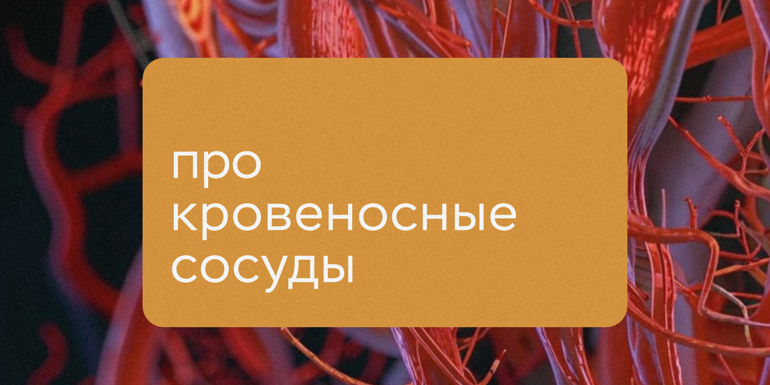 Коллектор для создания кровеносных сосудов разработал студент НГТУ НЭТИ