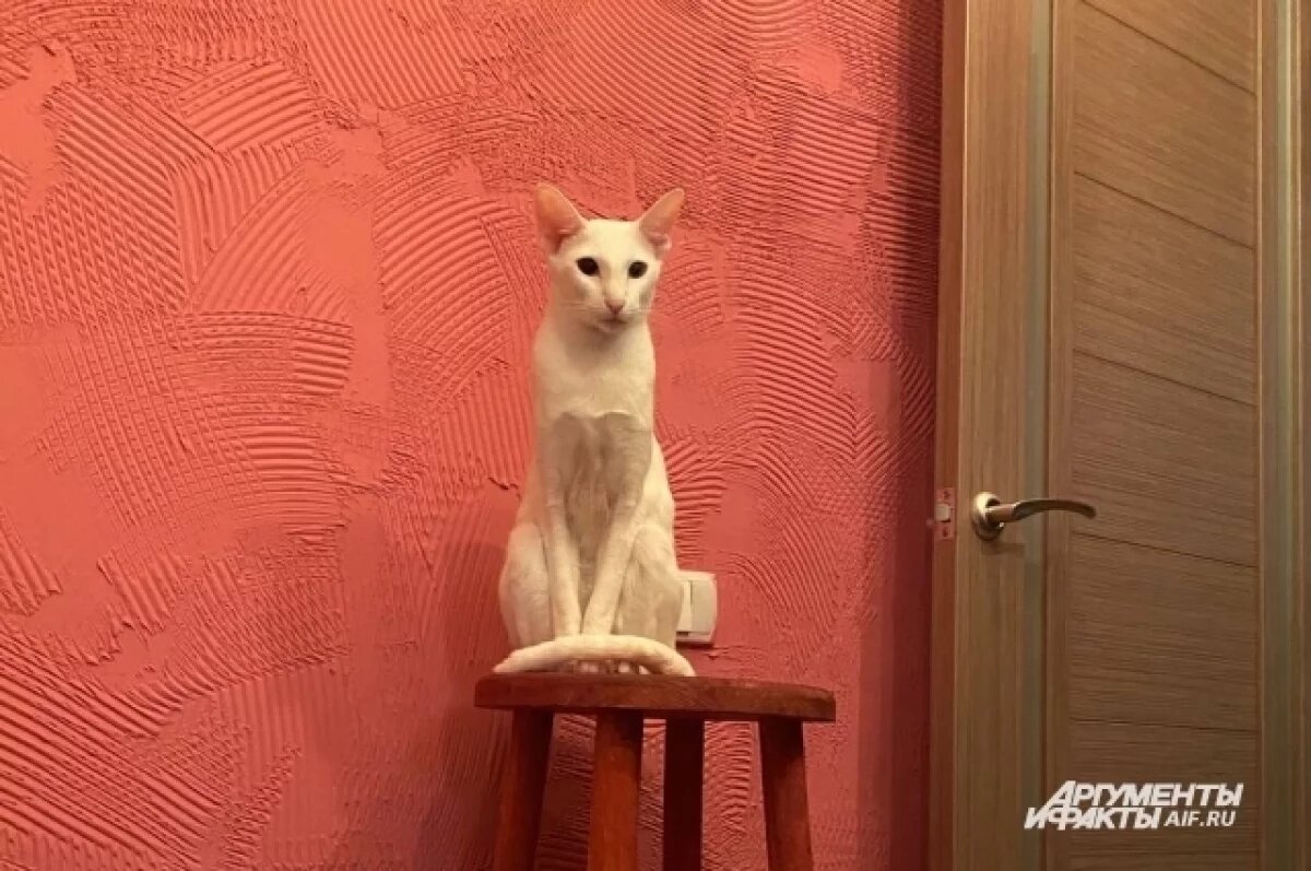    Больше четверти молодых омичей мечтают ходить на работу с питомцами