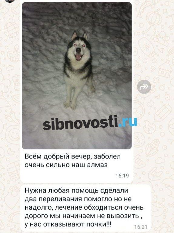    Фото: sibnovosti.ru