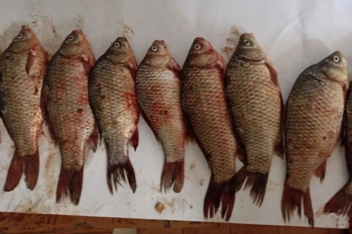    Волгоградцам рассказали, какой рыбой недолго и отравиться